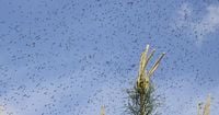 Experts warn that a swarm of flying ants 'the biggest in years' could hit UK