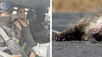 Cae hombre que mató a tlacuache en Monterrey; ¡podría pasar hasta 9 años en la cárcel! - UnoTV