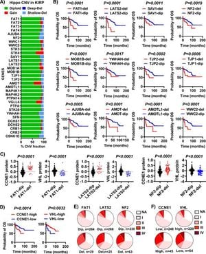 Study Reveals Key Pathway Driving Papillary Renal Cell Carcinoma