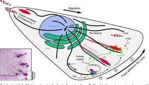 Study Uncovers How Spatial Confinement Influences Cell Migration