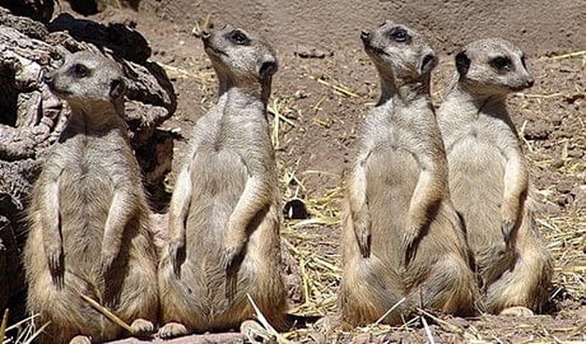 Herpestidae üyesi bir tür