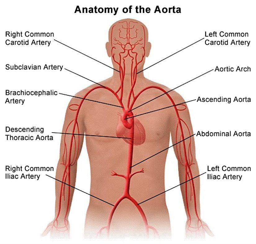 Aort Anatomisi: Aort damarı kalpten çıktıktan sonra dallara ayrılarak bütün vücuda temizlenmiş kanın dağıtılmasını sağlar.