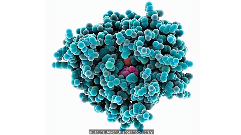 Bu enzimin çekirdeğinde bir metal iyonu var.