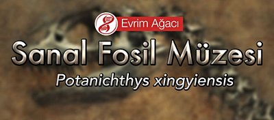 Potanichthys xingyiensis (Uçan Balıkların Kuzeni)