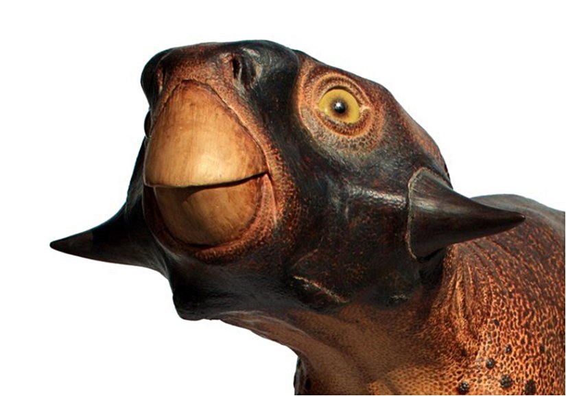 Papağan kertenkele olarak bilinen dinozor: Psittacosaurus