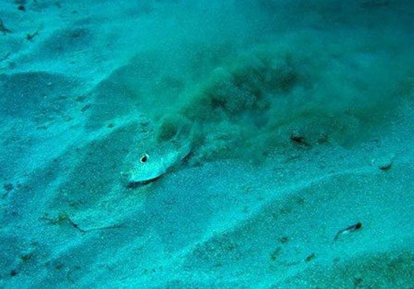 Balığın şekilleri oluşturması sırasında çekilmiş bir fotoğraf...