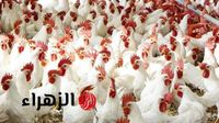 سعر كيلو الفراخ اليوم 23 رمضان .. الان سعر الفراخ البيضاء فى مصر اليوم واسعار فراخ الساسو والبلدي - بوابة الزهراء الإخبارية