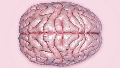 Beyniniz, Gerçekte Olanı Ne Düzeyde Algılayabilir? Hepimiz, Aynı Gerçekliği mi Deneyimliyoruz?