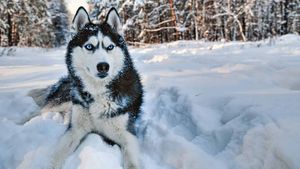 Erken Dönem Uzun Ticaret Yolları, Sibirya Köpeklerinin Evrimini Şekillendirdi!