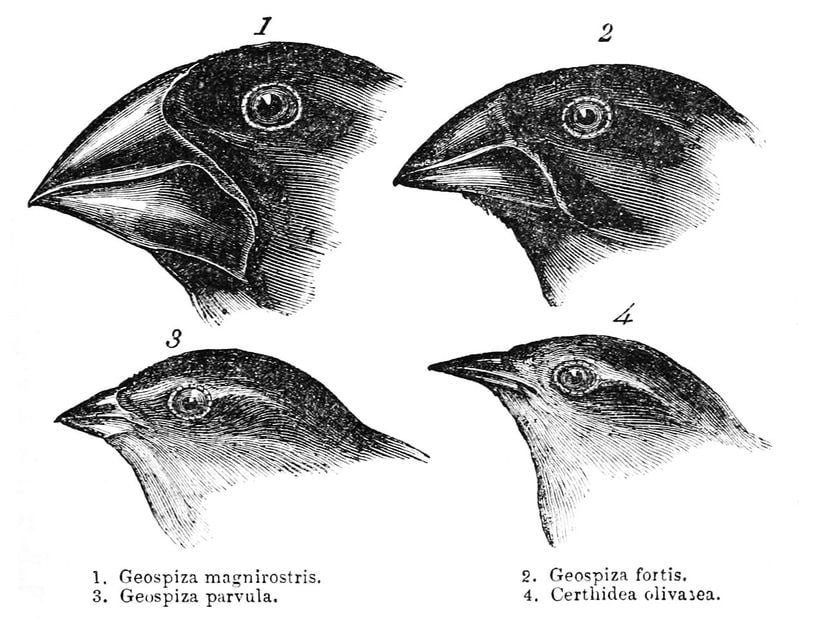 Darwin İspinozları.