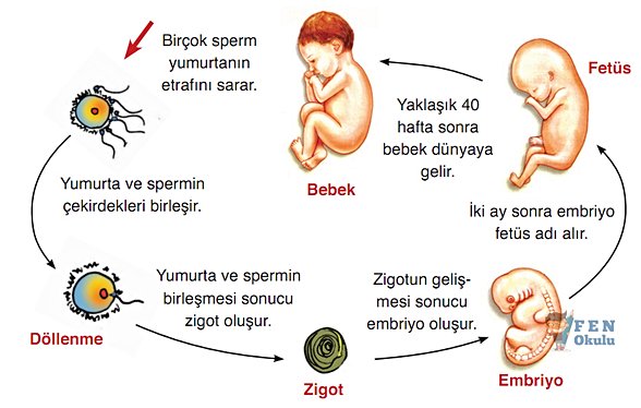 Bebek gelişiminin aşamaları
