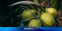 Permintaan Ekspor Naik, Harga Kelapa Bulat Melonjak