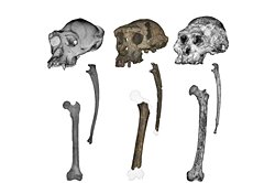 7 Milyon Yıllık Sahelanthropus Fosilleri, İnsan Soyunda Dik Yürüyüşün Beklenenden Çok Daha Erken Başladığını Gösteriyor.