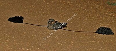 Standart Kanatlı Çobanaldatan