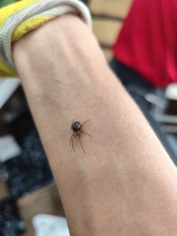 Steatoda paykulliana'ya benzettim bu örümceğin türü nedir?