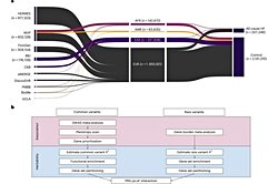 Kalp Yetmezliği Riskini Belirlemede Yaygın Genetik Varyantlar da Önemli Rol Oynuyor!