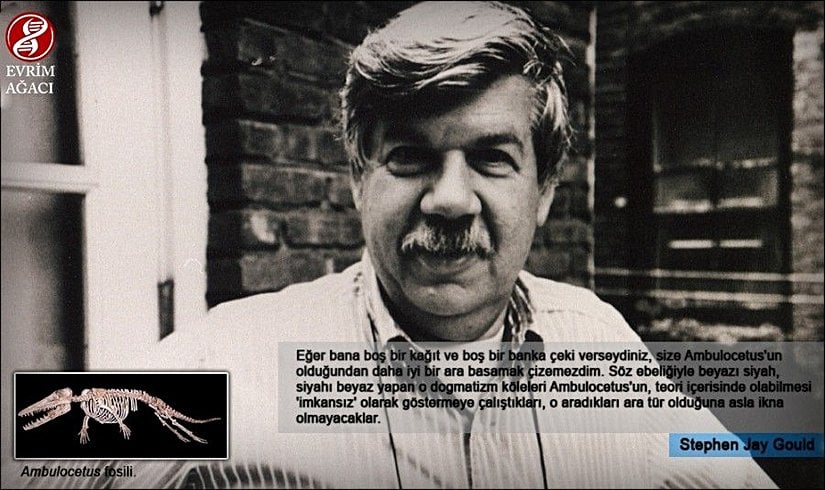 "Eğer bana boş bir kağıt ve boş bir banka çeki verseydiniz, size Ambulocetus'un olduğundan daha iyi bir ara basamak çizemezdim. Söz ebeliğiyle beyazı siyah, siyahı beyaz yapan o dogmatizm köleleri Ambulocetus'un, teori içerisinde olabilmesi 'imkansız' olarak göstermeye çalıştıkları, o aradıkları ara tür olduğuna asla ikna olmayacaklar." - Stephen Jay Gould (Natural History dergisi, Mayıs 1994)