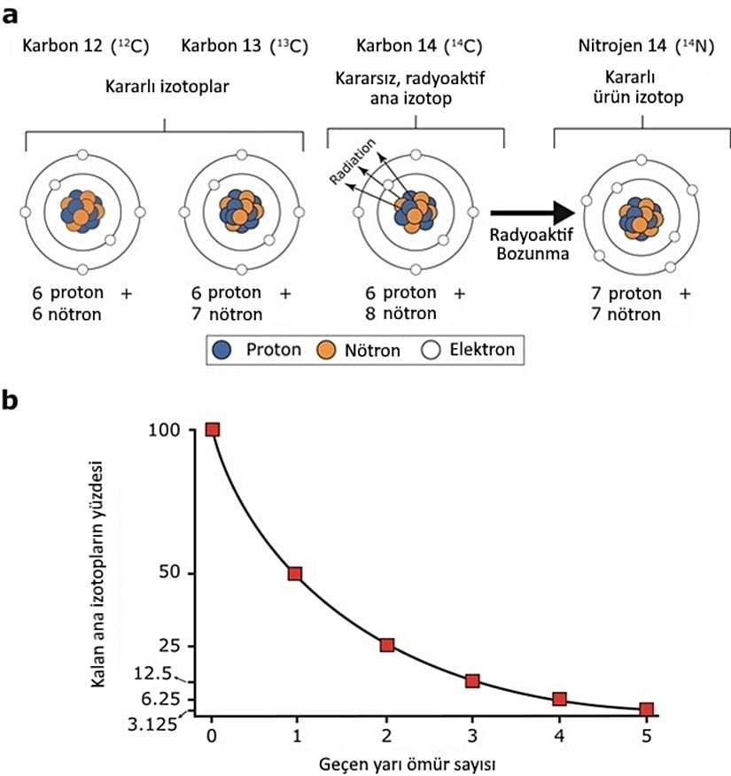 Görsel 5. Radyoaktif izotoplar ve zamanla bozunma şekilleri. (a) Karbonun üç farklı nötron sayısına sahip üç izotopu vardır: karbon 12 (C12, 6 proton + 6 nötron), karbon 13 (C13, 6 proton + 7 nötron) ve karbon 14 (C14, 6 proton + 8 nötron). C12 ve C13 kararlıdır. C14teki atom çekirdeği ise kararsızdır ve izotopun radyoaktif olmasına neden olur. C14 kararsız olduğundan bazen radyoaktif bozunuma uğrayarak kararlı nitrojen (N14) haline gelir. (b) Minerallerdeki radyoaktif atomlar (ana izotoplar) zaman içinde bozunarak kararlı ürün izotoplara dönüşür. Ana izotopların yarısının bozunarak ürün izotoplara dönüşmesi için geçen zaman o izotopun radyoaktif yarı ömrü olarak bilinir. © 2013 Nature Education