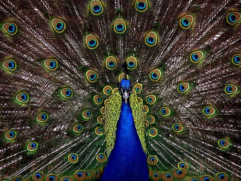 Does the sight of a feather in a peacock's tail make YOU sick?