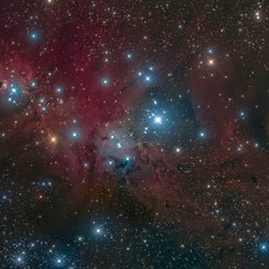  Fox Fur, Unicorn, and Christmas Tree 