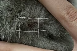 Kedinin boynundaki bu yara neden kaynaklanıyor olabilir?