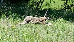 Tavşanımsılar (Lagomorpha)