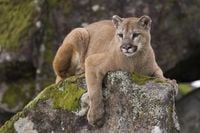 Woman Killed in Mountain Lion Attack in Larimer County