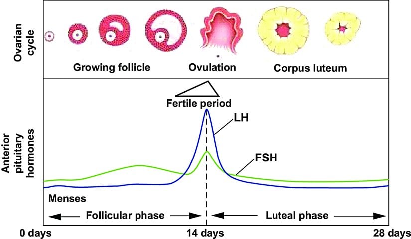 Menstrüel siklusun şematik görüntüsü.