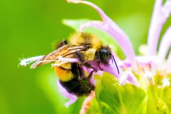 Paslı Yamalı Yaban Arısı Yok Olma Eşiğinde