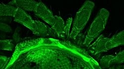 Siber Taksonomi ve Ekoloji