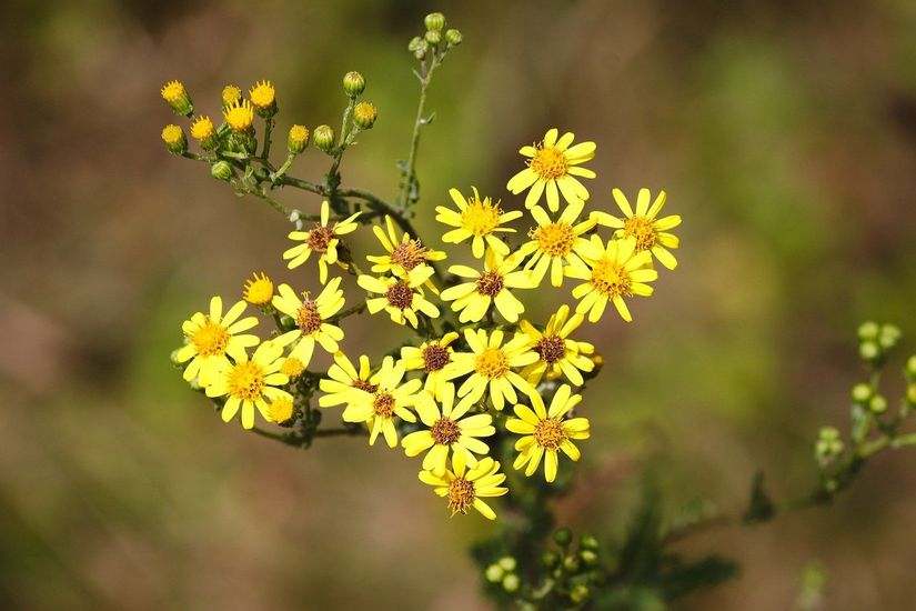 Senecio vulgaris