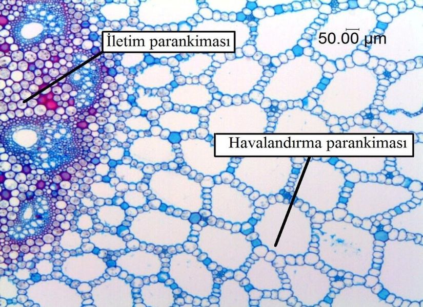 İletim ve havalandırma parankimasının mikroskop altında gözlemlenmesi.