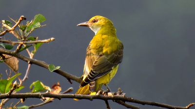 Sarıasma (Oriolus oriolus)