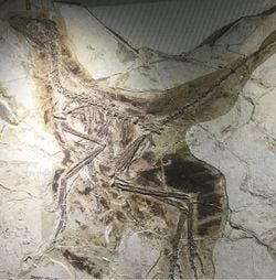 Jura'da yaşamış bir dinozor tüylerin evrimini yeniden düşündürüyor!