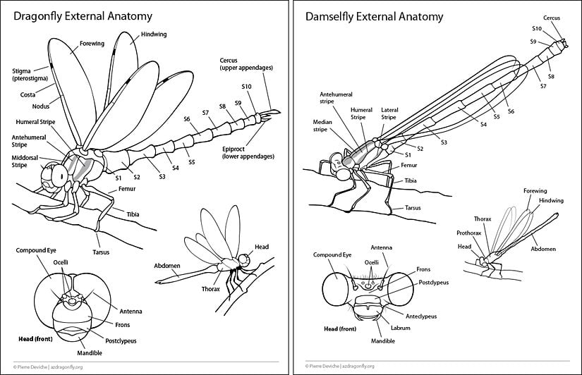 Yusufçuk (dragonfly) ve kızböceğinin (damselfly) karşılaştırmalı anatomisi