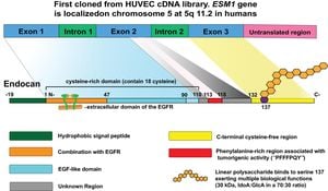 ESM1 Protein Linked To Aggressive Kidney Cancer Growth