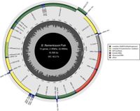 The complete mitogenome of Amazonian Brachyplatystoma filamentosum and the evolutionary history of body size in the order Siluriformes - Scientific Reports