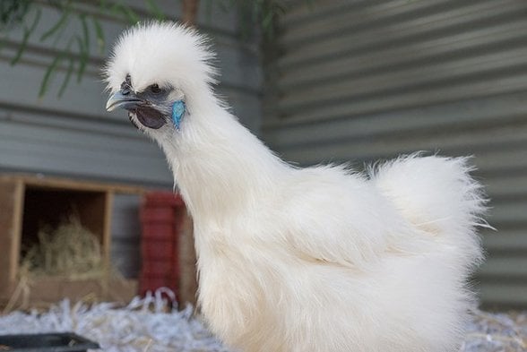 Habeş tavuğu (Silkie Bantam) mavi kulak memesi