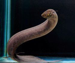 İnsan Genomunun 30 Katı Büyüklüğünde Genoma Sahip Akciğerli Balık Türü Keşfedildi!