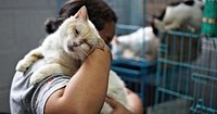 El Salvador's president seeks help in caring for country's thousands of stray dogs and cats