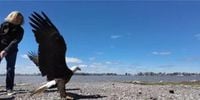 Injured bald eagle takes flight again in Logan County after recovery