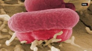 E. Coli Outbreaks Raise Alarms Again