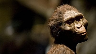 İnsanın Atalarından Lucy, Güncellendi!