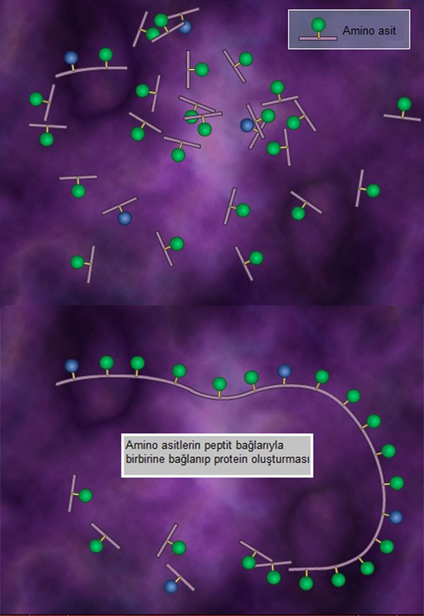 Amino asitler birbirine bağlanarak uzun zincirler meydana getirirler. Buna primer (birincil) yapı denir. Amino asitler bu durumda sadece peptit bağlarıyla bağlanmışlardır.