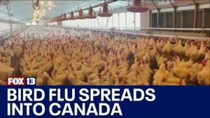 UK Faces New Bird Flu Outbreak At Poultry Farm