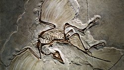 Canlılar, Neden Çoğu Zaman Kafalarını Geri Atmış Gibi Fosilleşiyor?