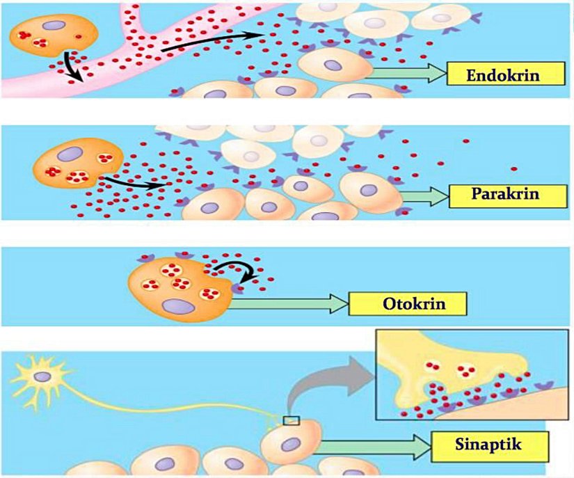 Başlıca sinyal iletim yollarının gösterimi.