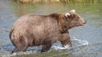 Fat Bear Week is here early, and the bears are fat and playful