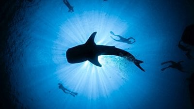 Balıkların İlginç Dünyası: Dünya'nın Balıkları...