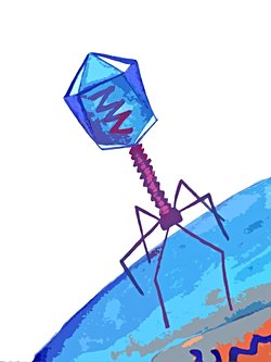 Virüslerde neden ya DNA ya da RNA bulunur da ikisi birlikte bulunmaz?